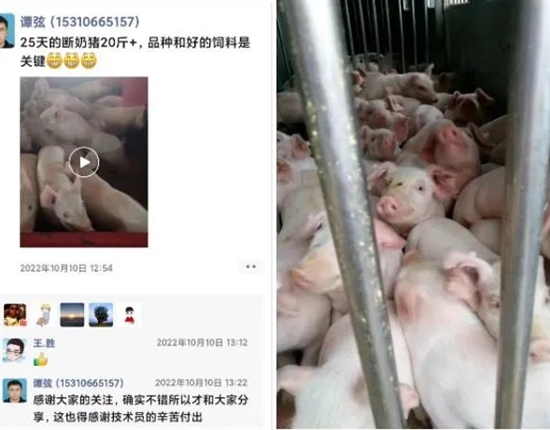 25天斷奶仔豬21斤重！“母康兒壯A+B”成為他的“印鈔機(jī)”